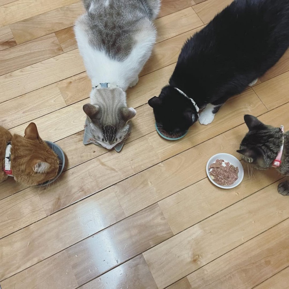 ごはんを食べる4匹の猫