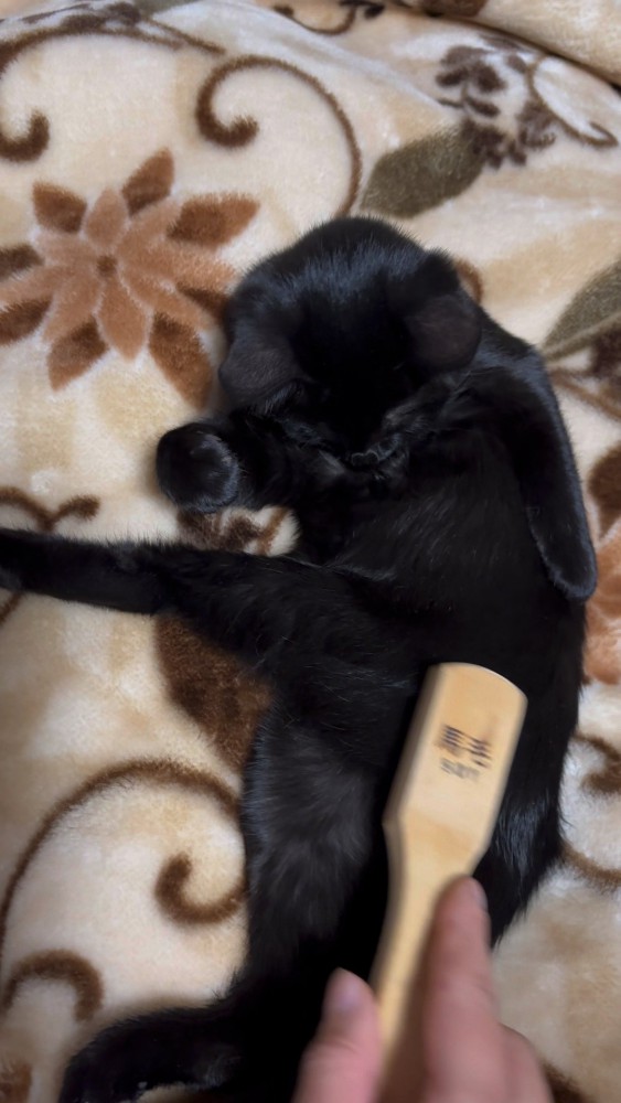 ブラッシングをしてもらっている黒猫さん