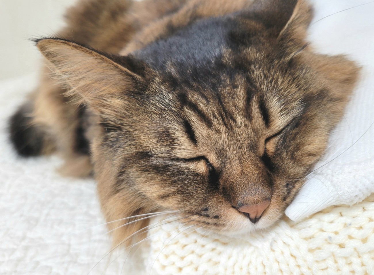 服の上で休む猫