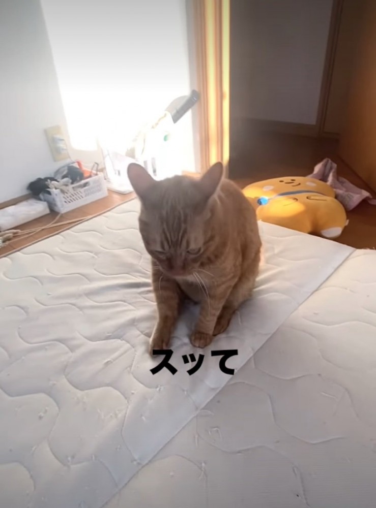 床にお尻をつけながら歩く猫