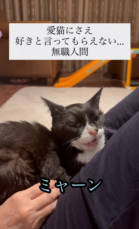 人の上に乗っている猫と「ミャーン」の字幕