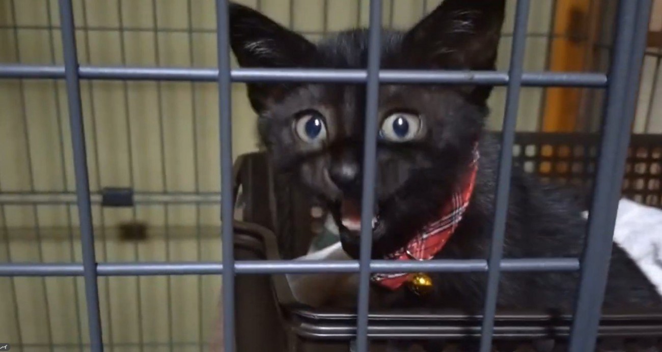 ケージの中で鳴く子猫