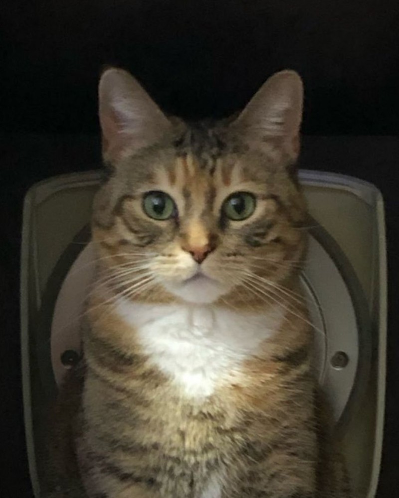 炊飯器の中に立っている猫の表情