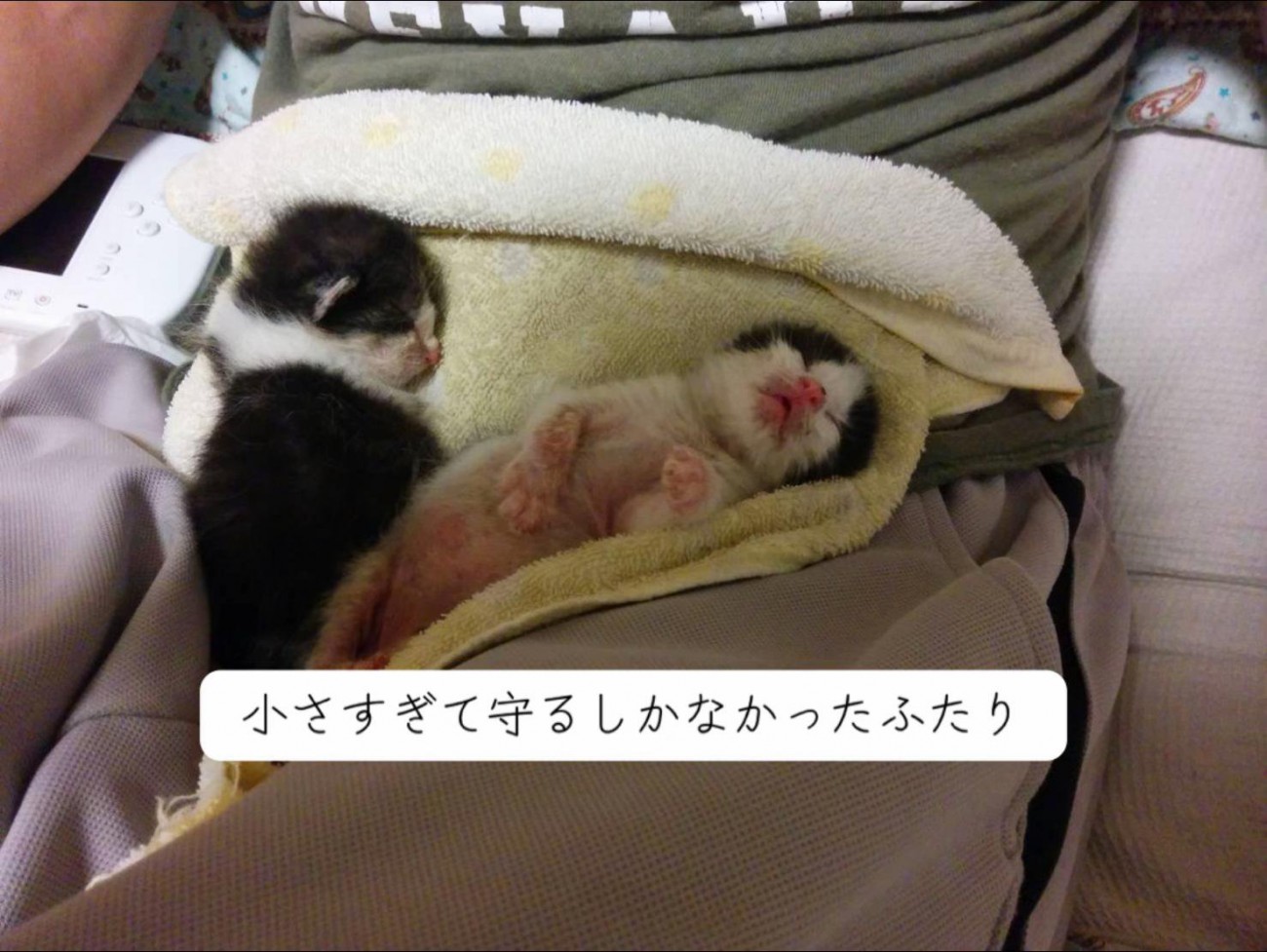 寝ている2匹の子猫