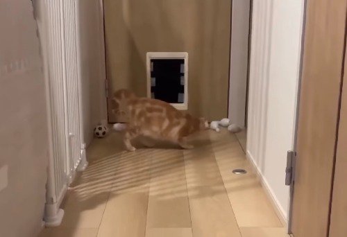 ピンがあった場所をふり返る猫