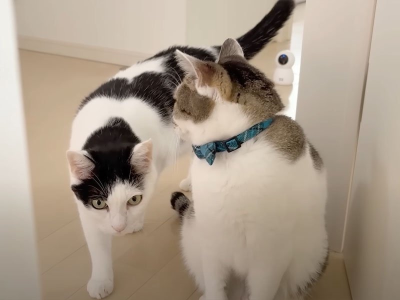 ドアの前の猫たち