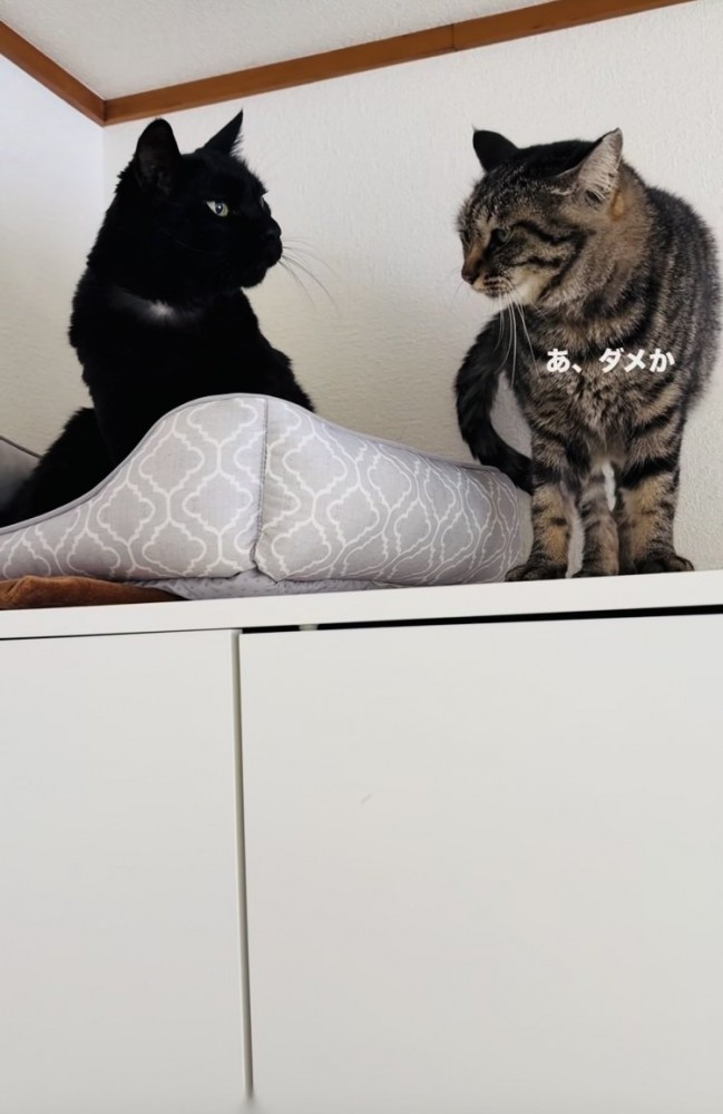 黒猫へのスリスリに失敗したキジトラ猫