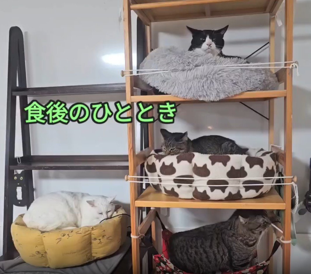 ベッドで休む猫たち