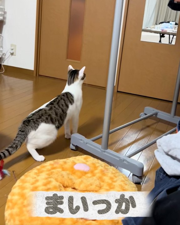 立ち上がる猫