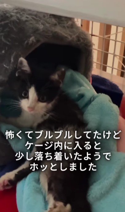 ケージの中の子猫
