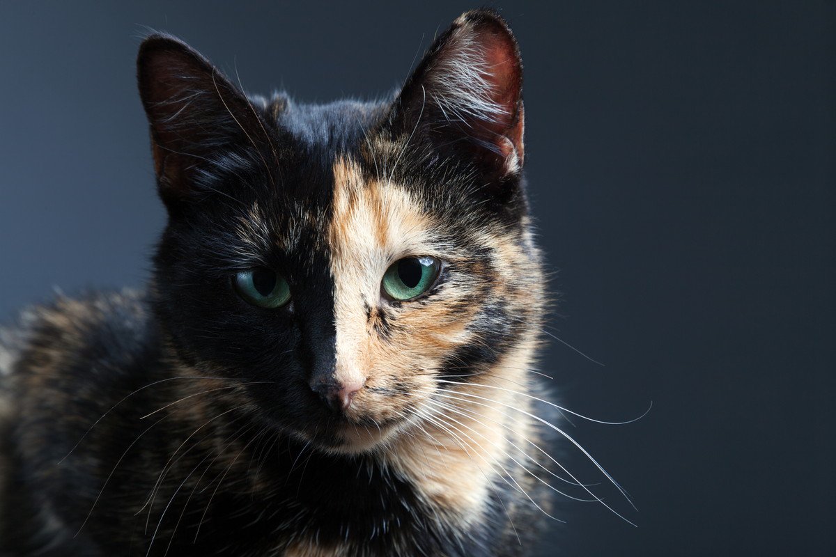 「サビ猫」ってどんな猫？性格や特徴など、魅力を5連発！美しい柄はどうやって生まれるの？ | ねこちゃんホンポ