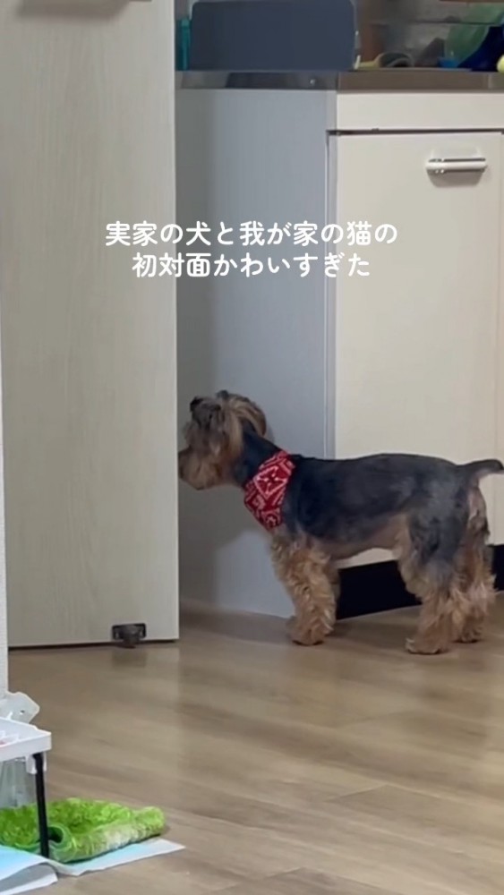 ドアの向こうへ隠れていく猫さん