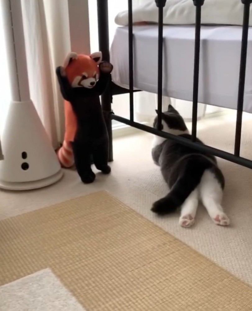 窓際に置いてあるレッサーパンダのぬいぐるみのそばに寝転がる猫