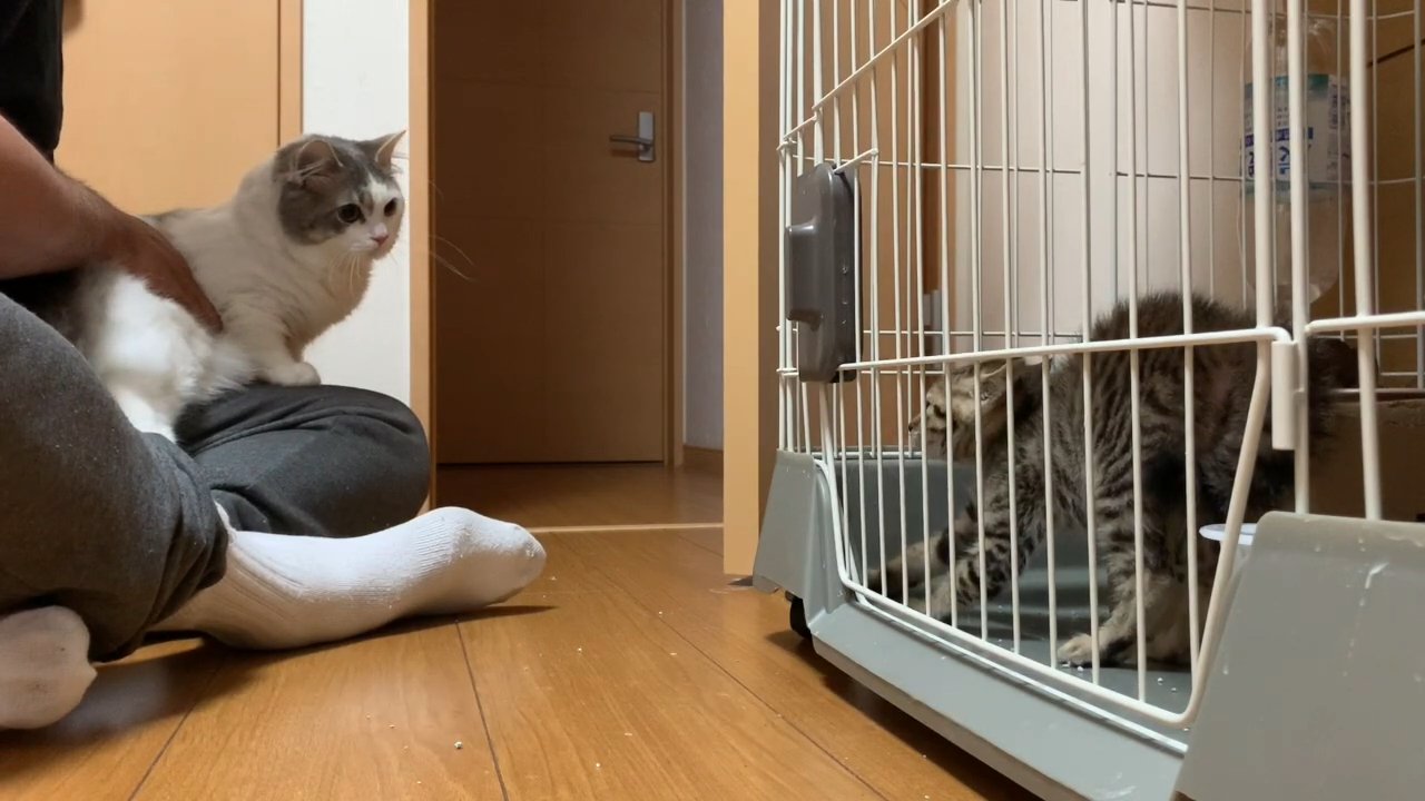 ケージの中にいる子猫を見る猫