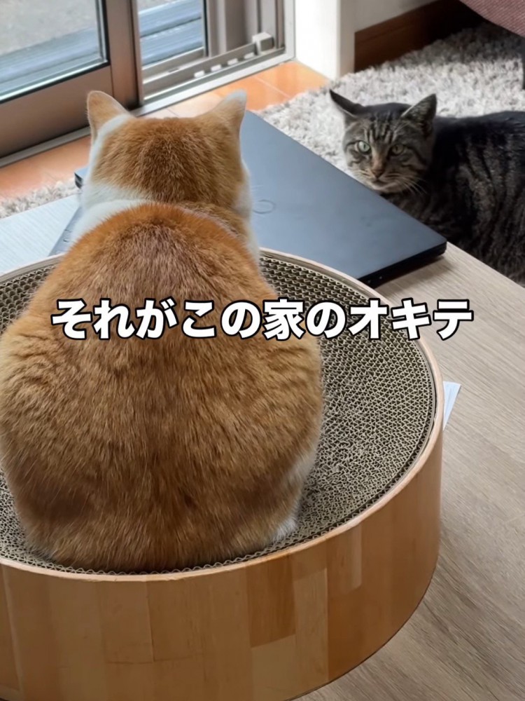 キジトラ猫と茶白猫