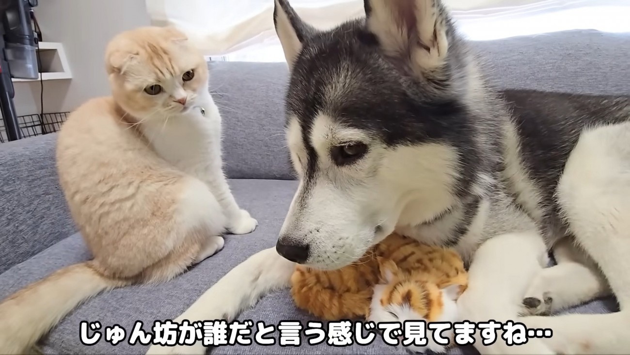 見知らぬ子猫の人形をみつけた猫さん