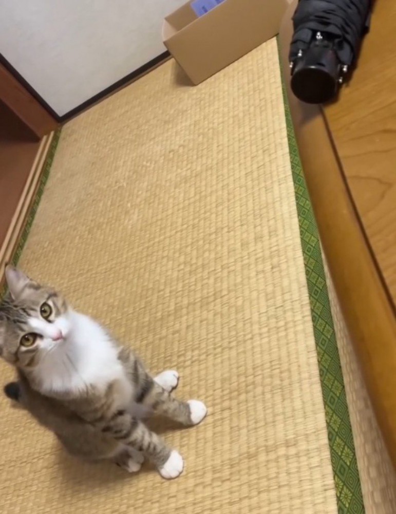 少し離れた場所から傘を見つめる猫