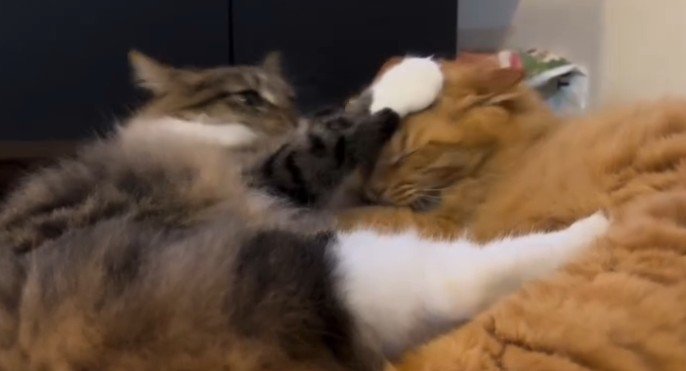 茶トラを押さえるキジ白