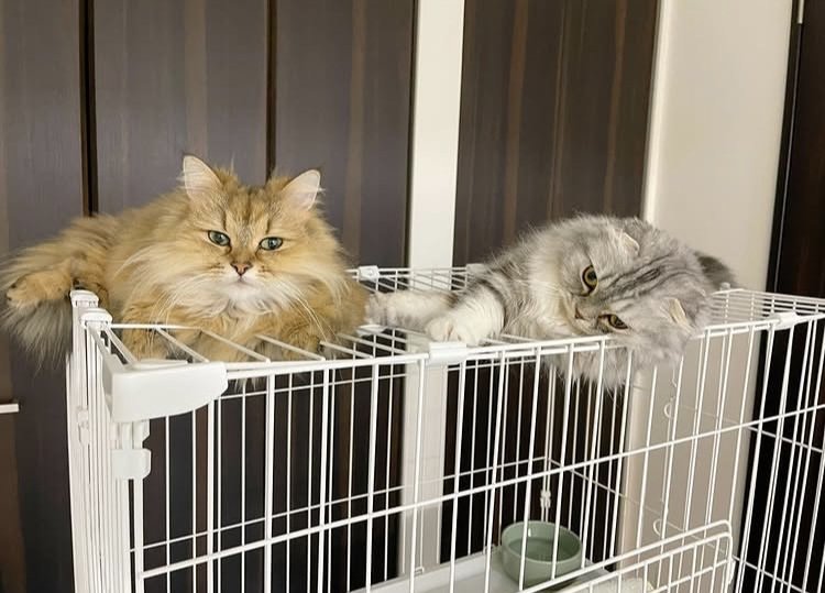 ケージの上でくつろぐペルシャ猫とスコティッシュフォールド