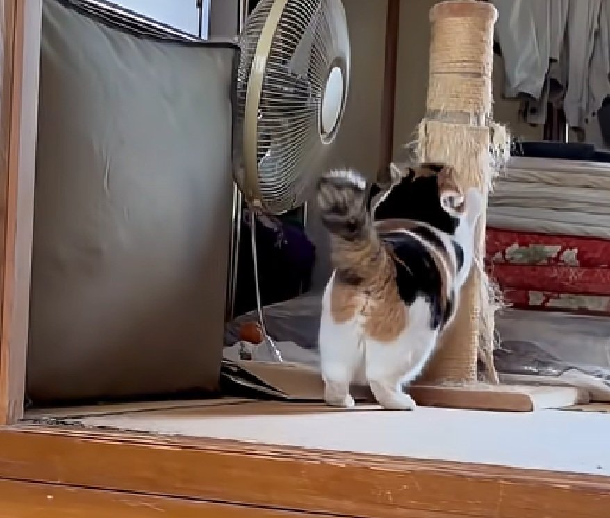 必死に爪をとぐ猫