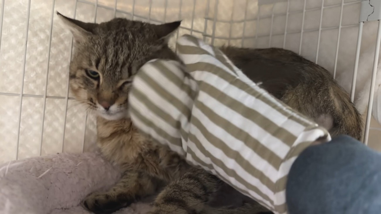 気持ちよさそうなたこやきくん