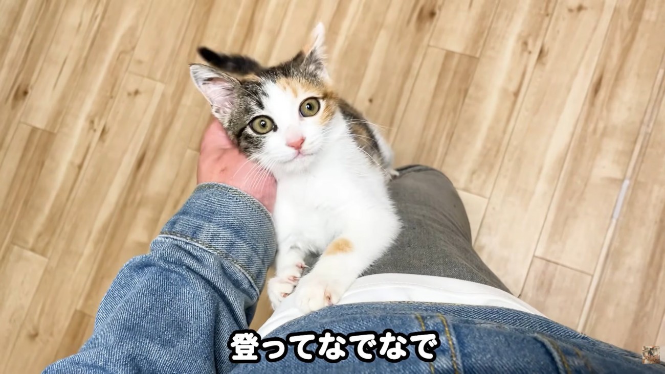 テロップ「登ってなでなで」