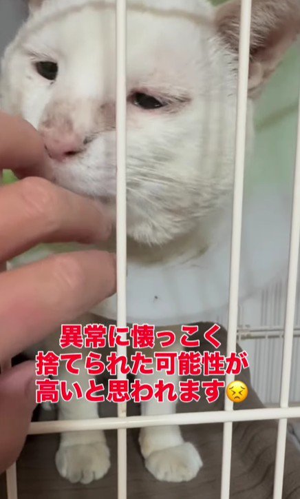 ケージの中の猫