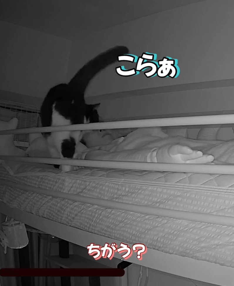 飼い主に文句を言いに行く猫