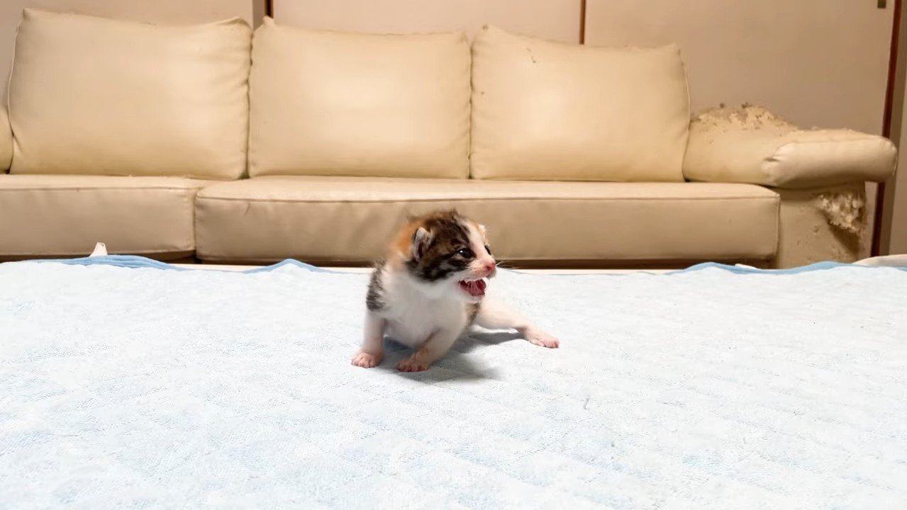 鳴く赤ちゃん猫