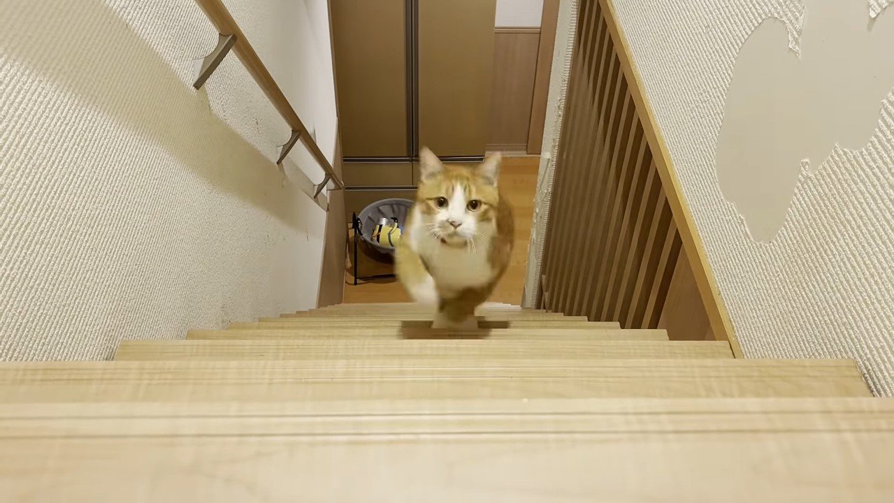 駆け登ってくる姿