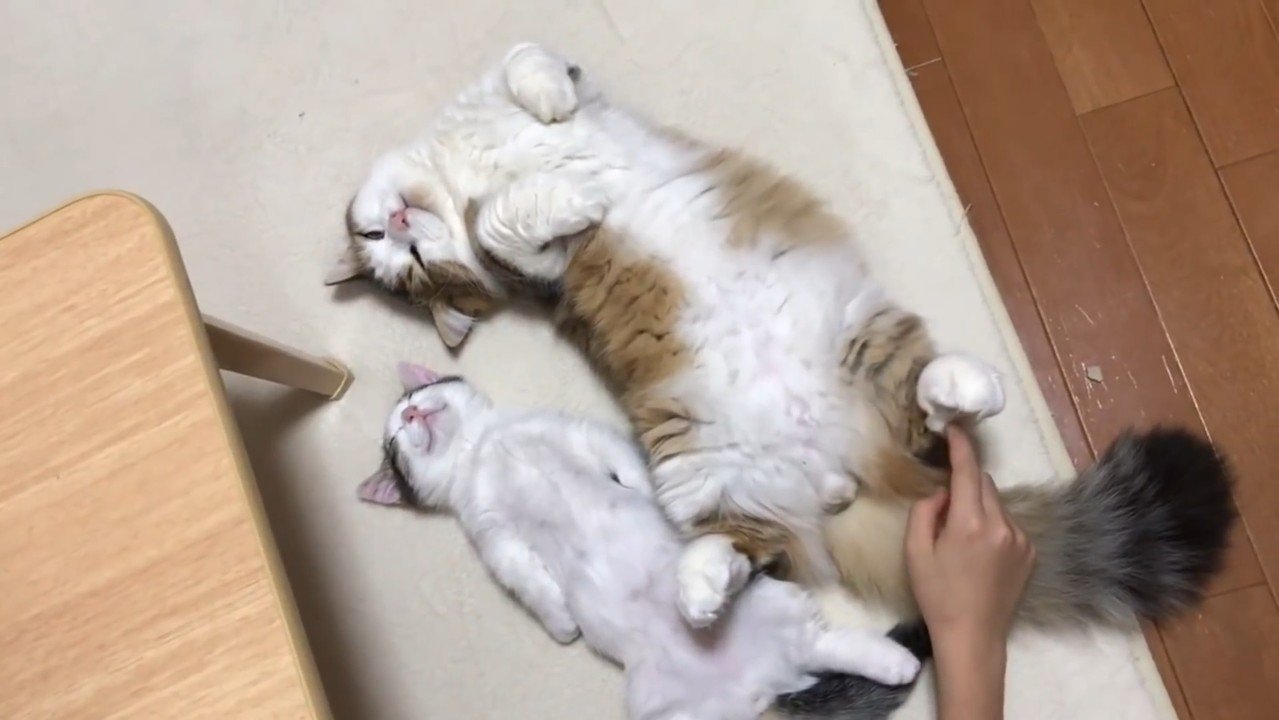 後ろ足にタッチ