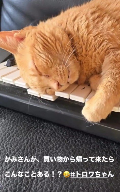 ソファで寝る猫