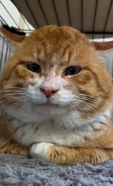 香箱座りをしている猫