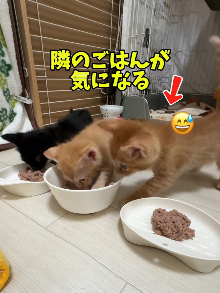 隣の子猫に近づく子猫