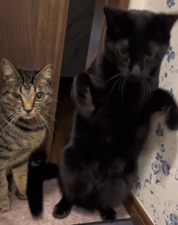 慌てた様子の2匹の猫