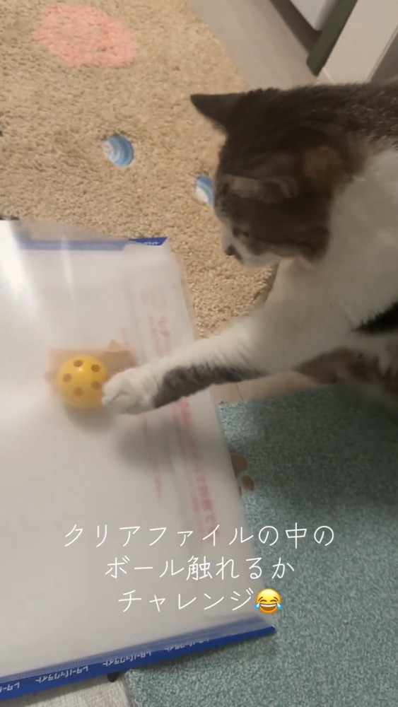 ボールを触る猫