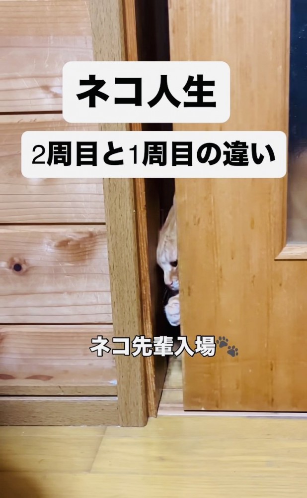 引き戸を開ける茶トラ猫