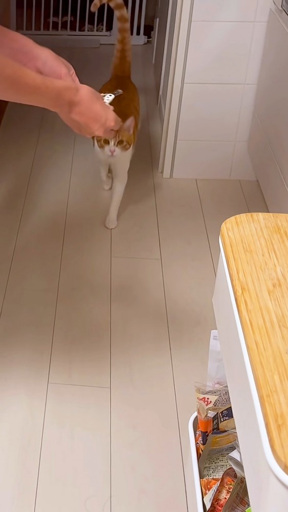 近寄ってくる猫