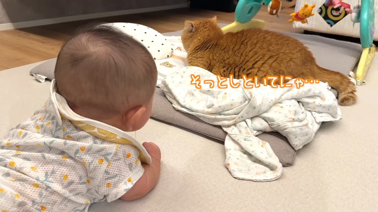 そっとしといてにゃ…