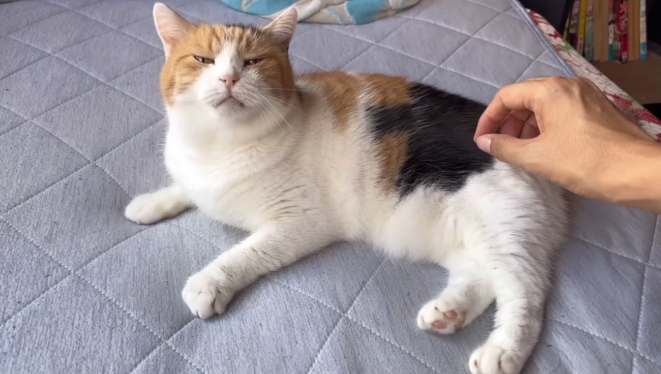 夏のベッド写真