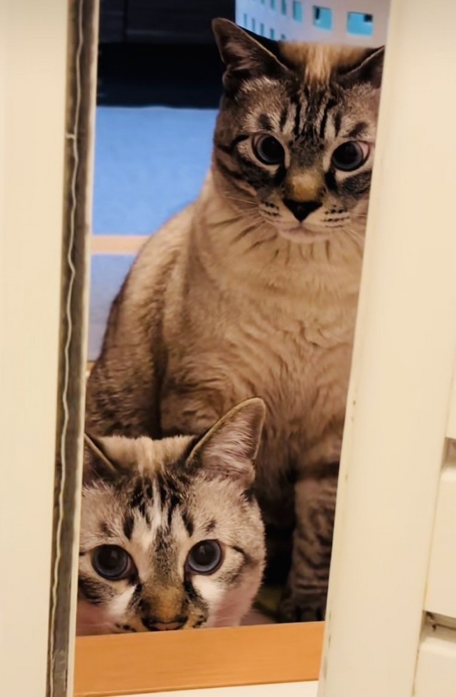 ママのお風呂待ちをする2匹のシャムミックス