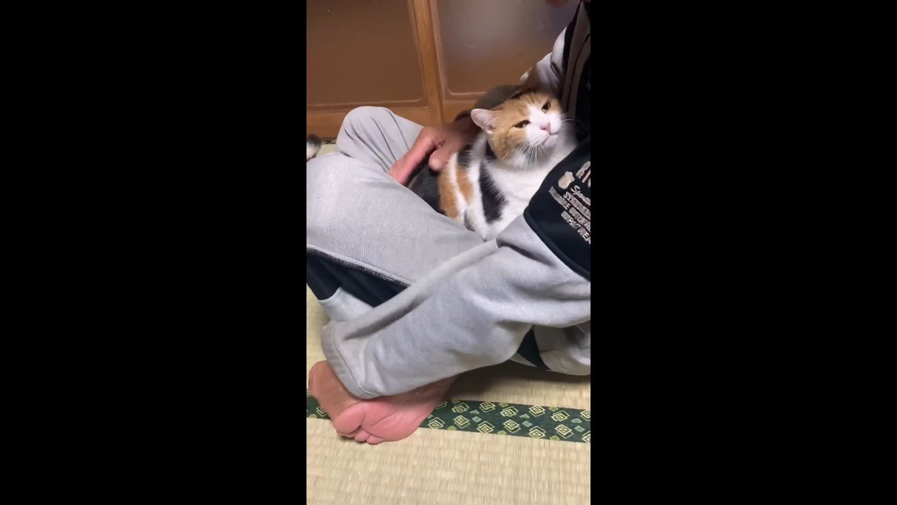 膝の上でポンポン