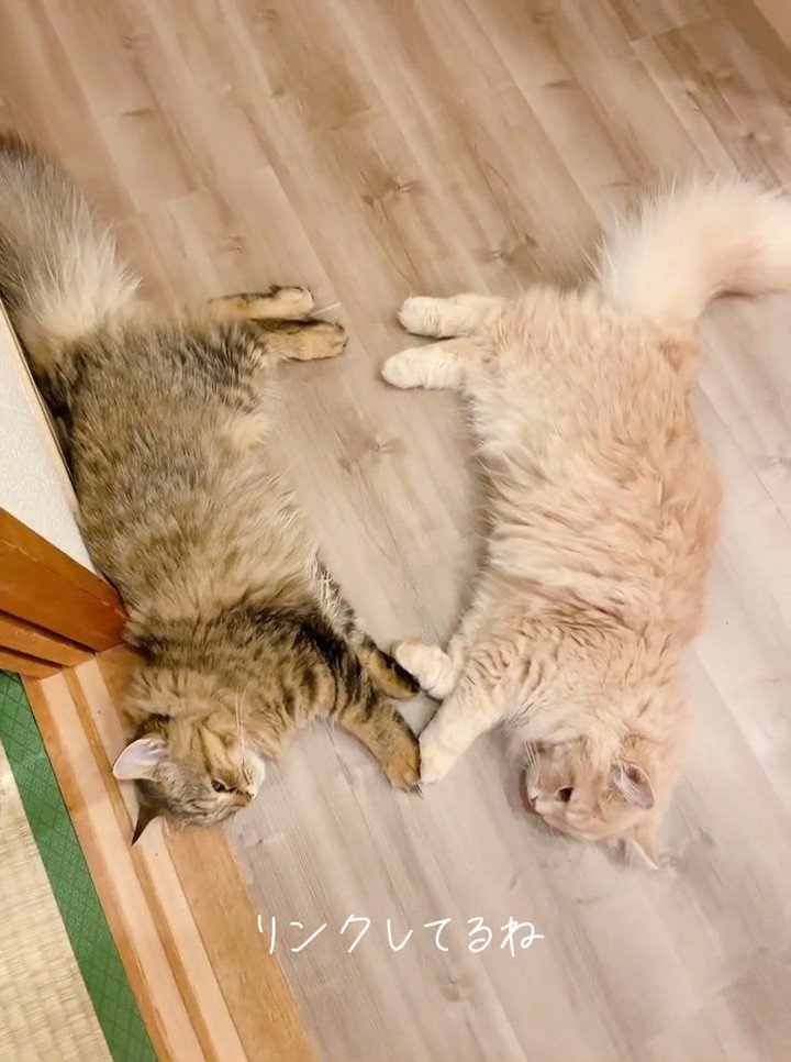 同じポーズで横になる猫たち