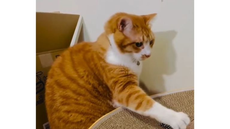 猫と鳥のおもちゃ