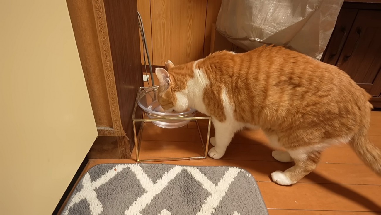 水を飲む猫