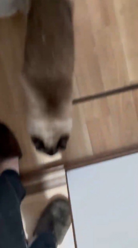 飼い主の足元をすり抜けてキッチンから出て行く猫