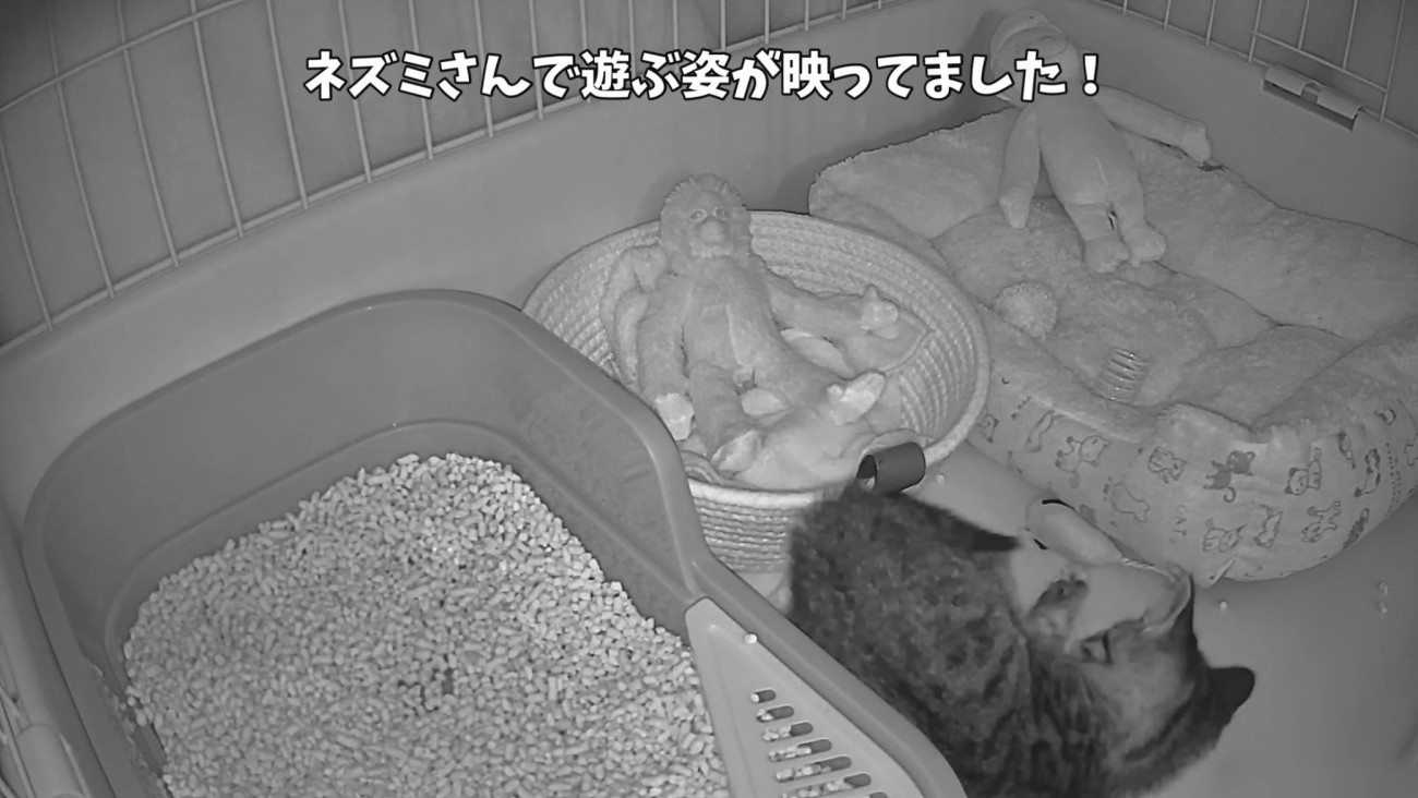 「ネズミさんで遊ぶ...」のテロップ写真
