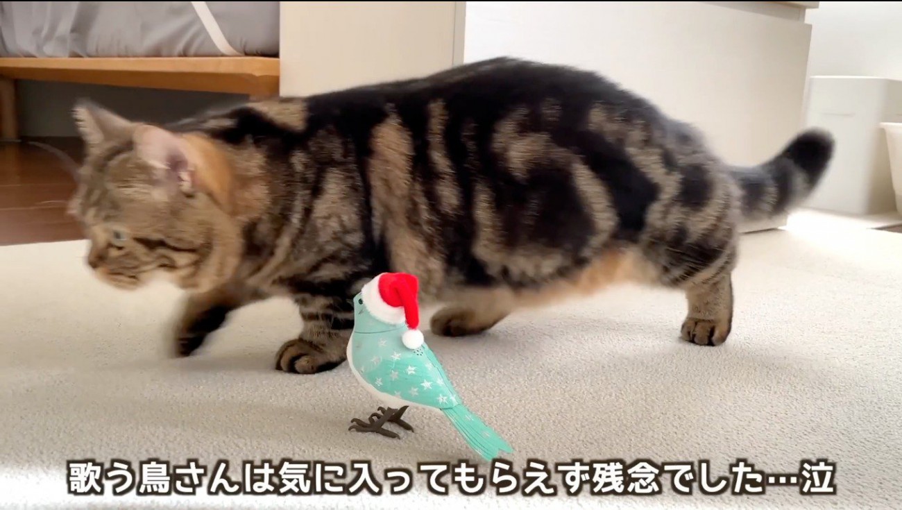 鳥のおもちゃの前を通り過ぎるキジトラ猫