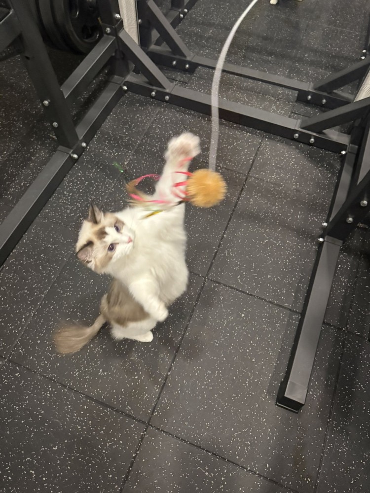 おもちゃで遊ぶ猫