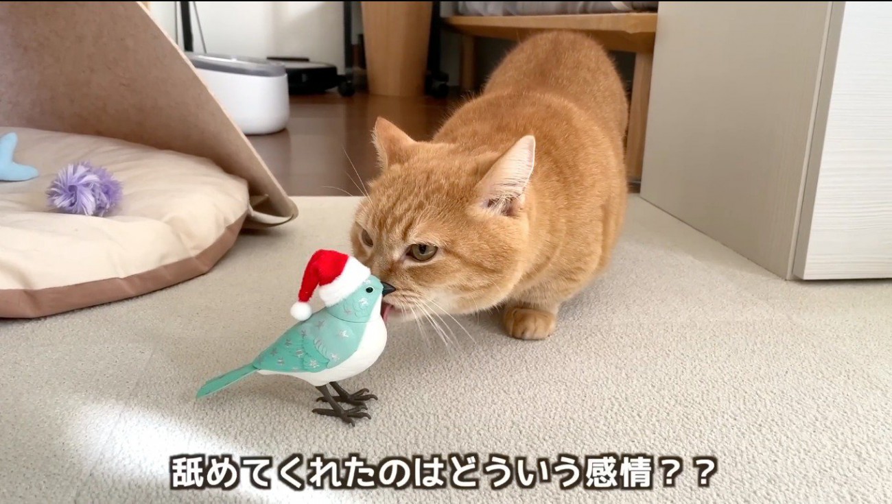 鳥のおもちゃを舐める茶トラ猫